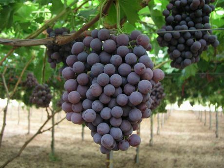 Agrodolce