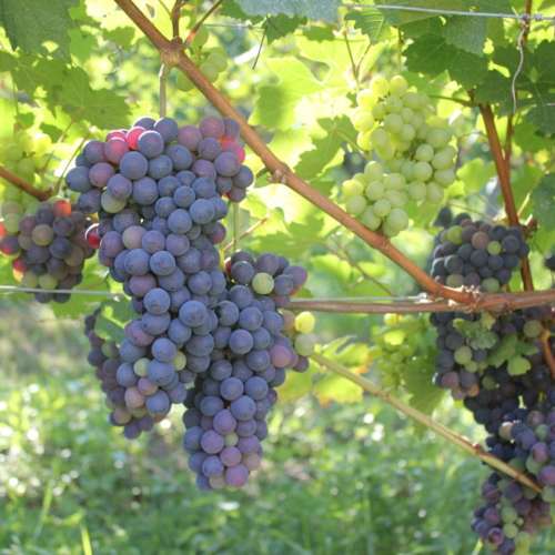 barbera
