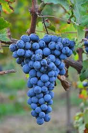 cabernet sauvignon