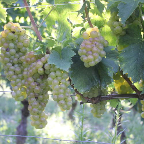 chardonnay