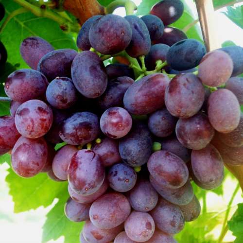 crimson seedless
