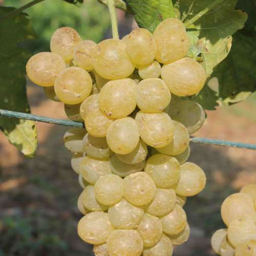 luglienga
