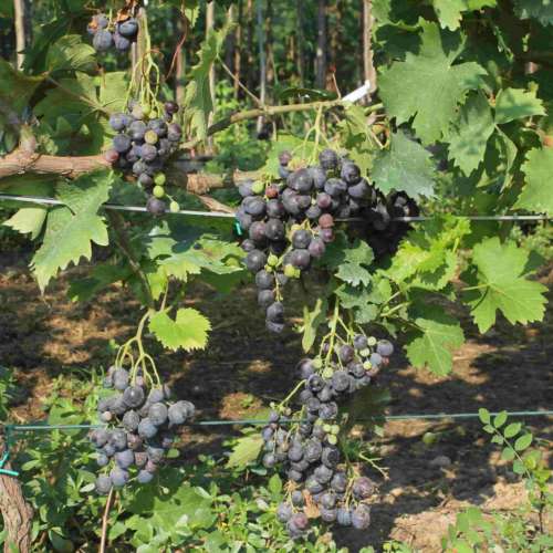 moscato d'amburgo