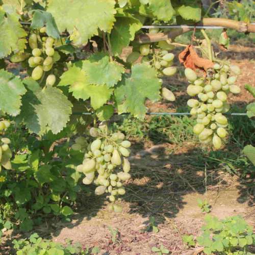 pizzutello bianco