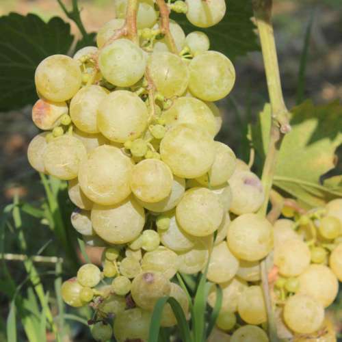regina dei vigneti