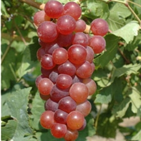 vite-da-tavola-coralla-chasselas-rosa