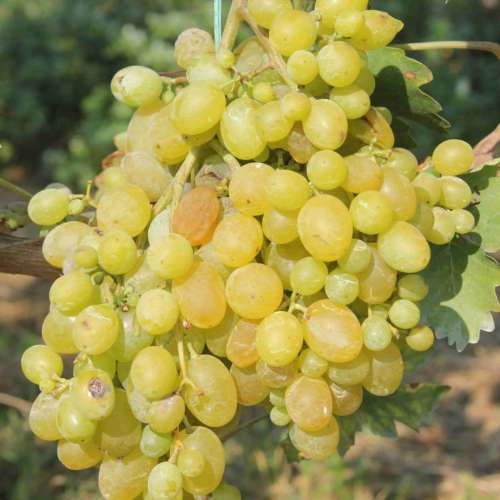zibibbo