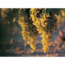 MOSCATO MONREGALESE