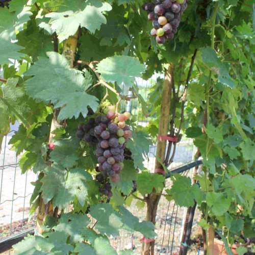 grignolino1