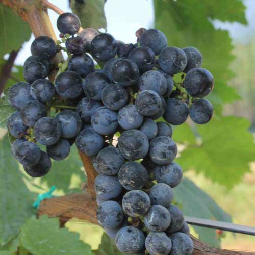 merlot