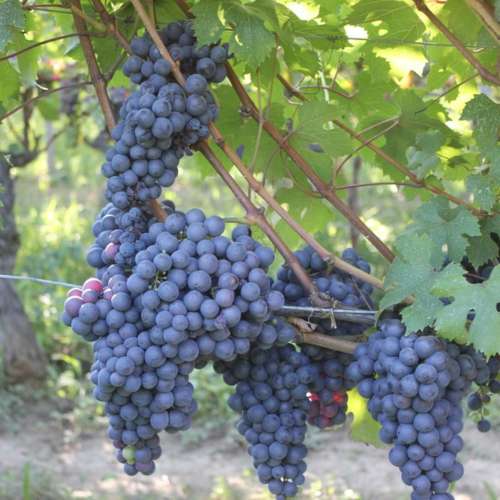 nebbiolo