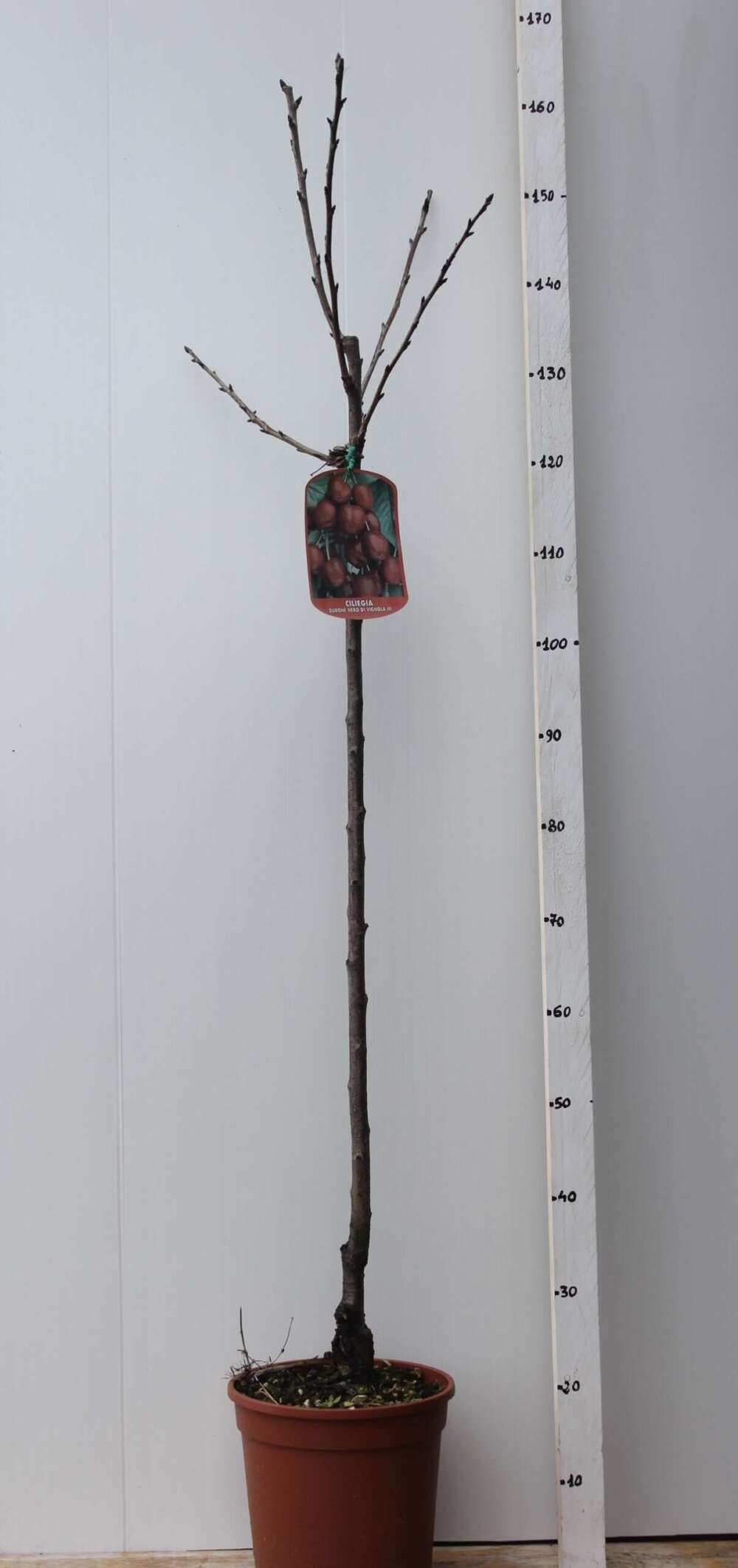 fullsizeoutput_931