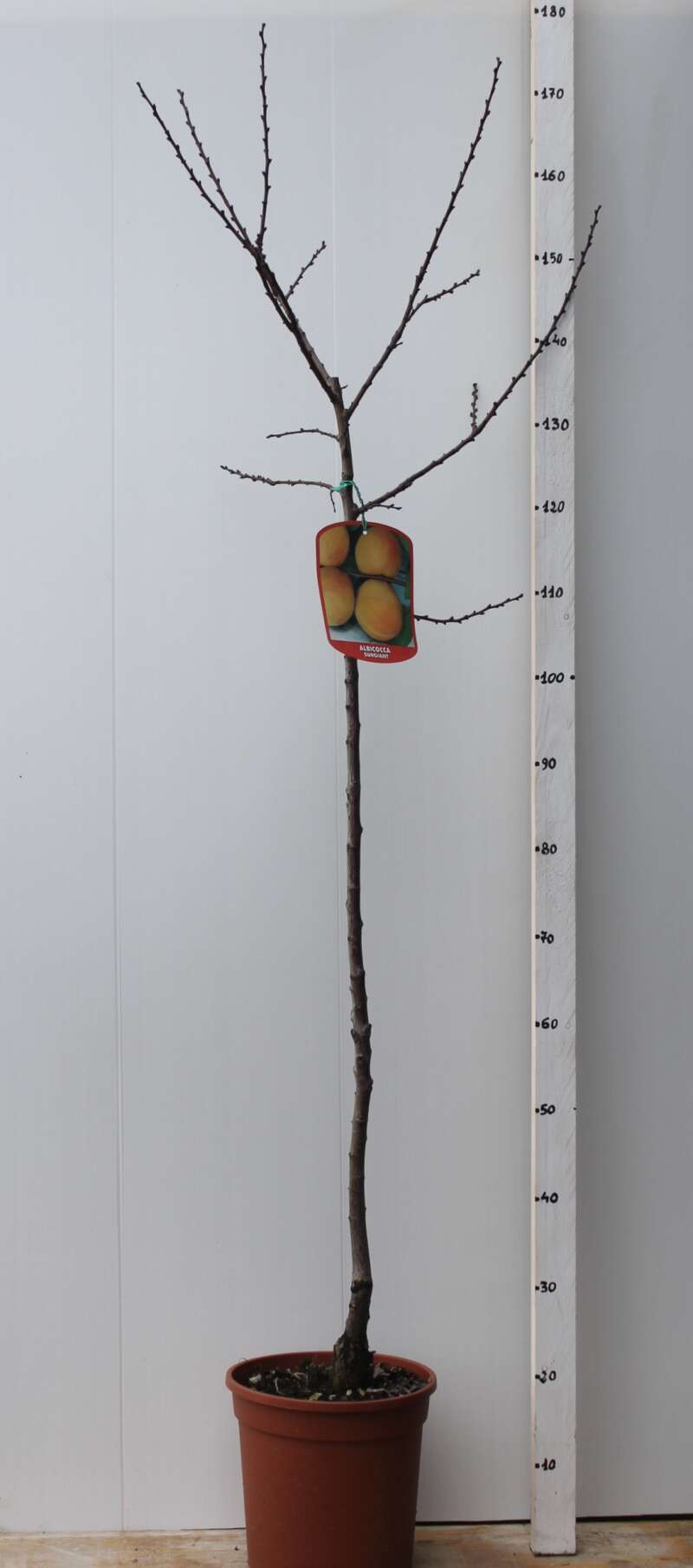 fullsizeoutput_932